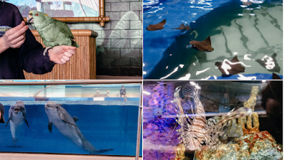 Family Fun At Ocean Adventures Marine Park | Things To Do In Gulfport,&nbsp;Mississippi