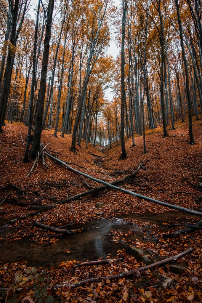 A serene forest scene in autumn, featuring tall trees with golden and orange leaves, a carpet of fallen leaves covering the ground, and a small stream running through the landscape.
