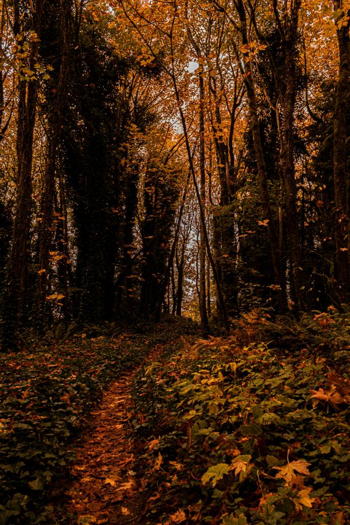 A picturesque forest path surrounded by trees adorned with vibrant orange and yellow autumn leaves, creating a warm and cozy fall atmosphere.