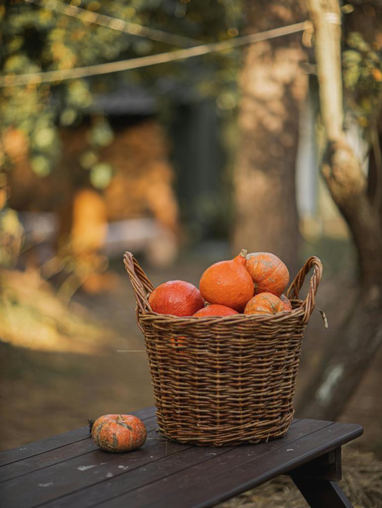 A wicker basket filled with bright orange pumpkins sits on a wooden table in a natural setting, surrounded by trees and soft lighting, capturing the essence of fall.