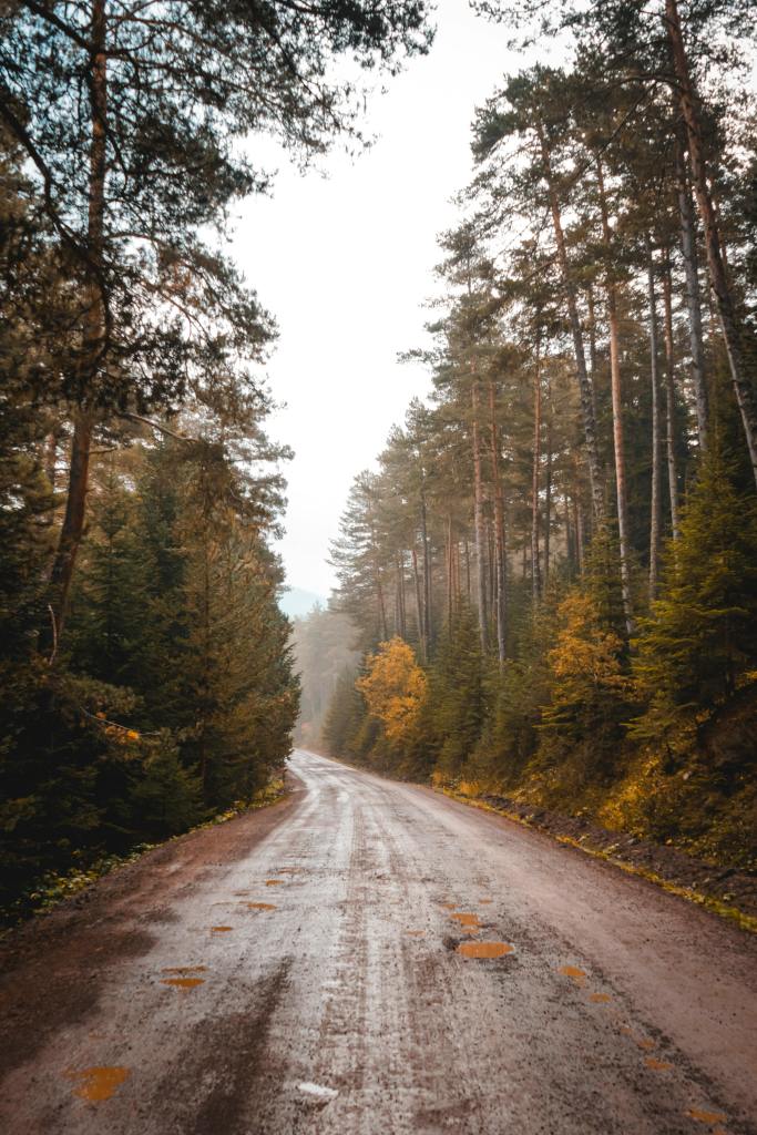 A winding dirt road surrounded by tall pine trees and autumn foliage, with patches of golden leaves peeking through the green.