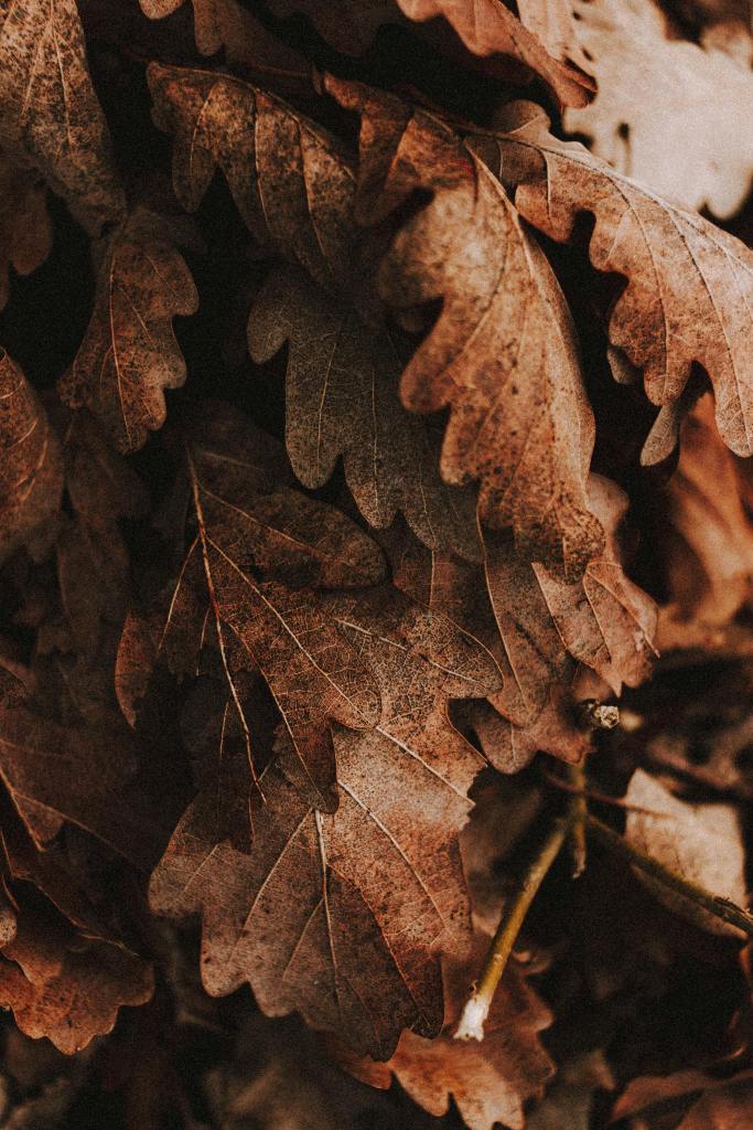 Close-up of dried brown oak leaves laying on the ground, showcasing rich texture and autumn colors.