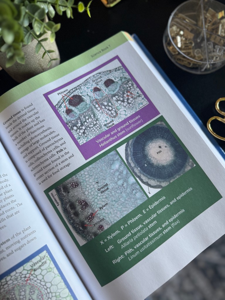 Close-up of a page from Real Science 4 Kids Book 7, showcasing diagrams of vascular and ground tissues in plants, including structures like xylem and phloem.