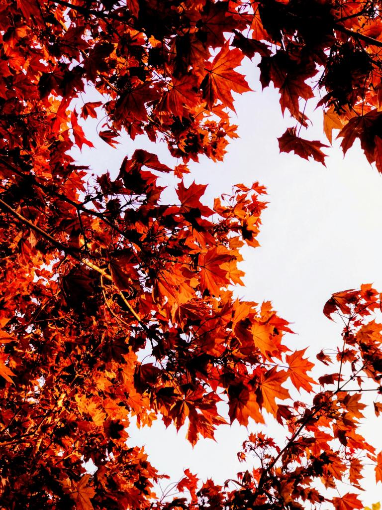 Close-up view of vibrant red and orange autumn leaves against a clear sky.