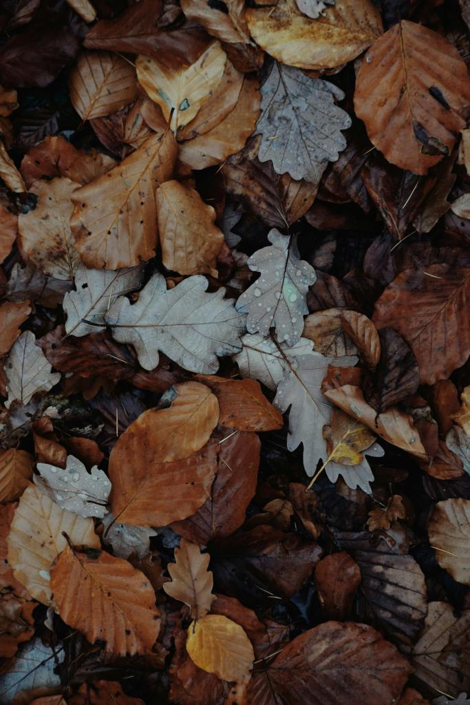 A close-up view of a variety of autumn leaves in shades of brown, orange, and gray, scattered on the ground.