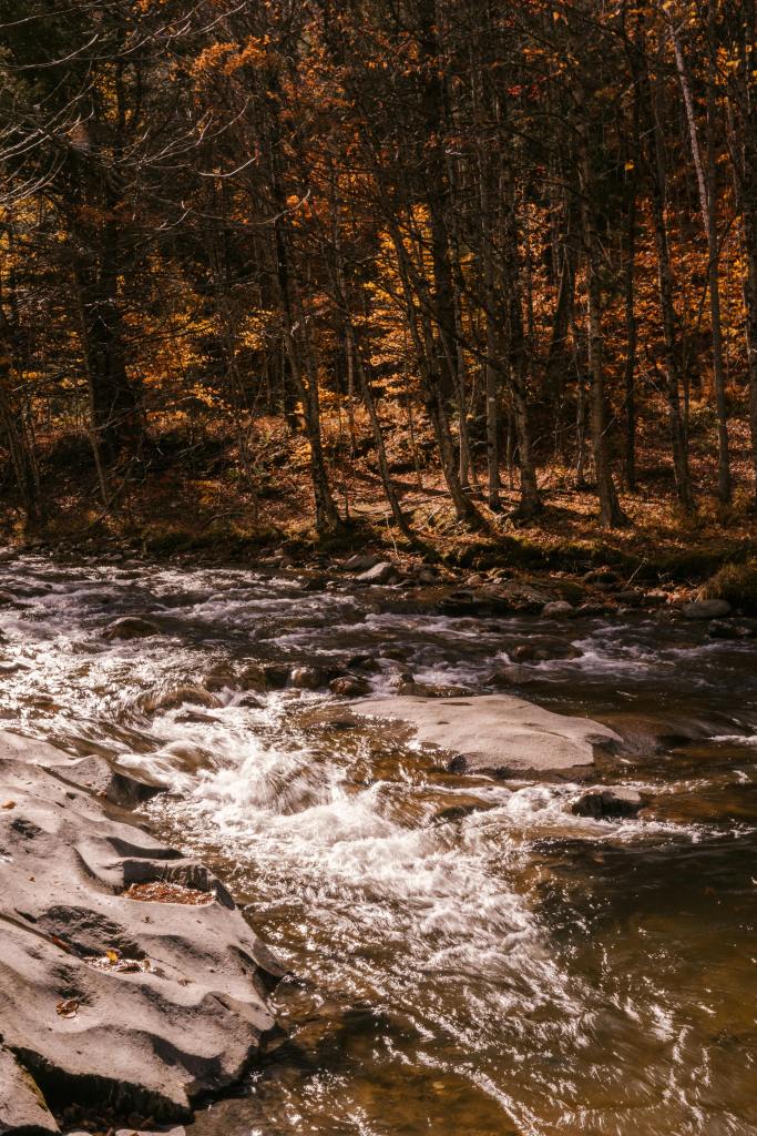 A tranquil river flowing over rocks, surrounded by trees with vibrant autumn foliage in shades of orange and gold.