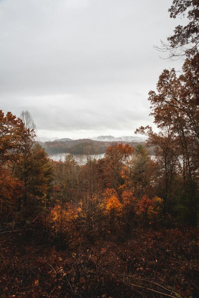 A scenic view of autumn trees with vibrant orange and yellow leaves, set against a gray sky and distant mountains.