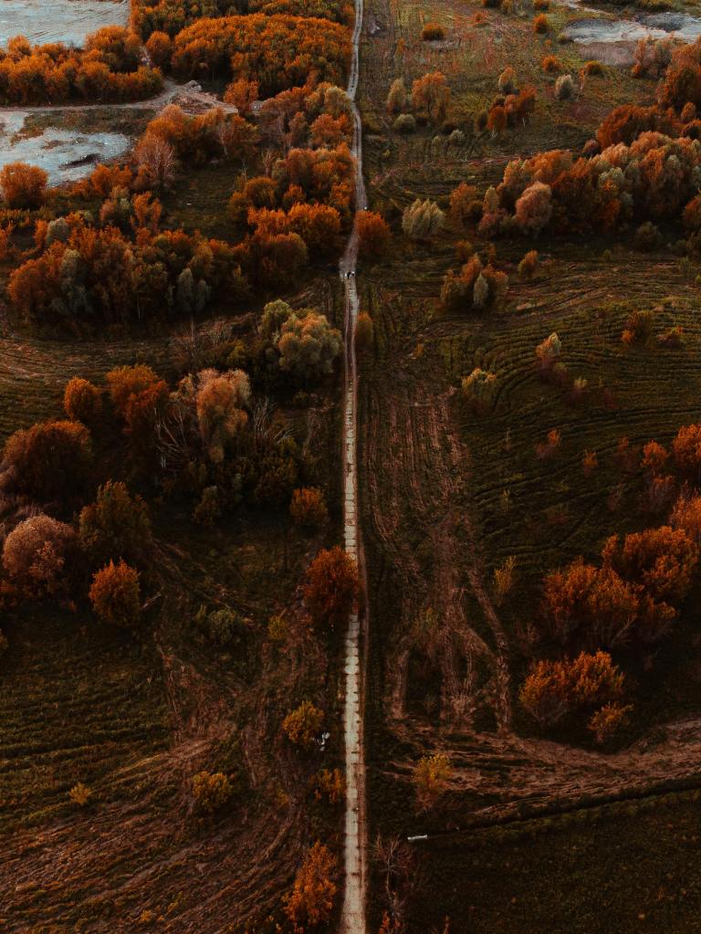 Aerial view of a winding path through an autumn landscape, surrounded by trees with vibrant orange and yellow foliage, showcasing the beauty of fall.