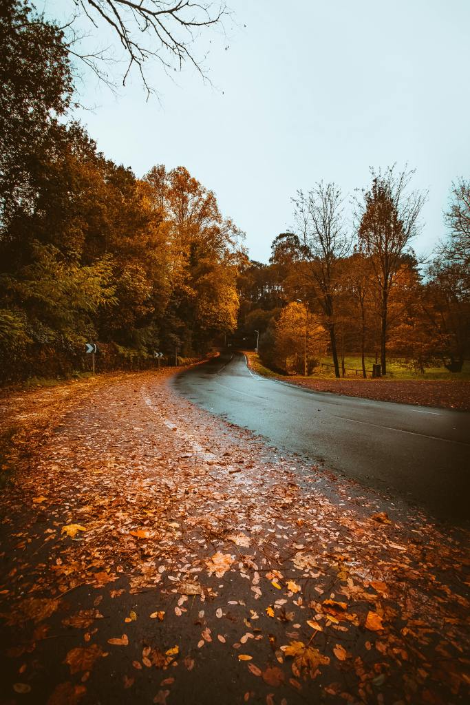A winding road surrounded by autumn trees with orange and yellow leaves scattered on the ground.