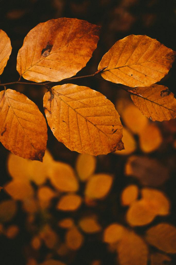Close-up of autumn leaves with warm orange hues against a dark background, capturing the essence of the fall season.