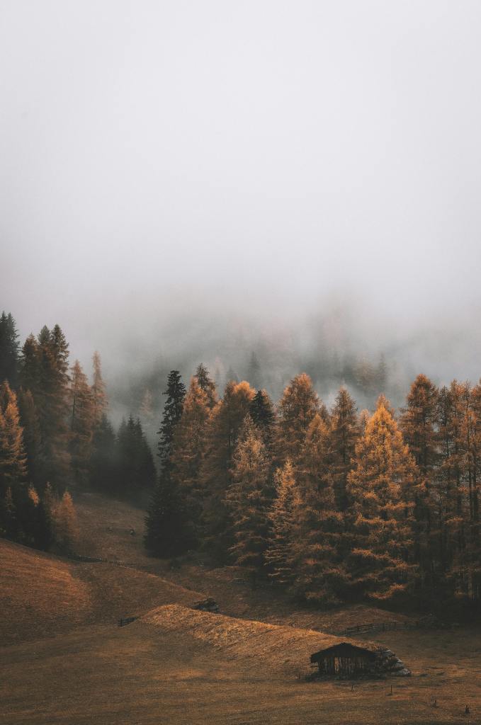 A foggy autumn landscape featuring a lush forest with golden-hued trees, soft rolling hills, and a rustic wooden cabin nestled in the foreground.