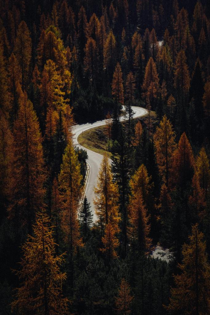 A winding road surrounded by tall trees with vibrant orange and yellow autumn foliage.